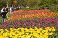 Canadian Tulip Festival